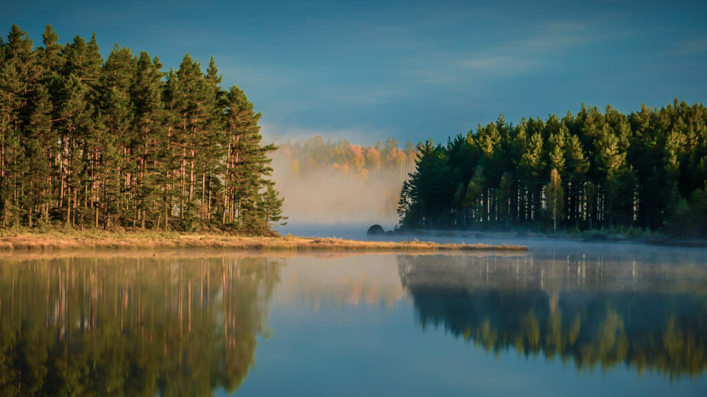 Miljöfoto av skog och vatten
